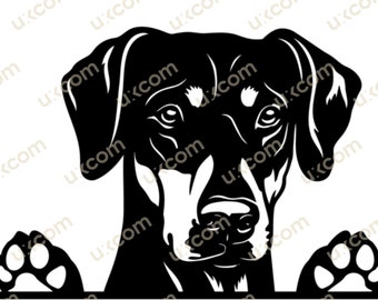 Doberman Pinscher Peeking dog doberman with ears cute doberman commercial breed svg Logo SVG PNG EPS Clipart Vector Cricut Cut Cutting File