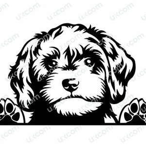 Cavapoo Peeking Dog Commercial cavoodle mom cute cavapoo SVG PNG EPS dxf Clipart Vector lover cavapoo Cricut Cut Cutting File sublimation