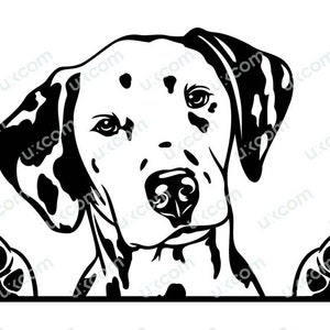 Dalmatische hond gluren poten SVG Ras Huisdier Commerciële puppy Logo PNG EPS dxf Clipart Vector Cricut Cut Cutting File