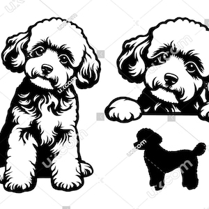 Poodle miniatura espiando cachorro poodle toy conjunto de poodle fofo conjunto comercial pedigree canino SVG PNG EPS clipart vetor arquivo de corte a laser Cricut