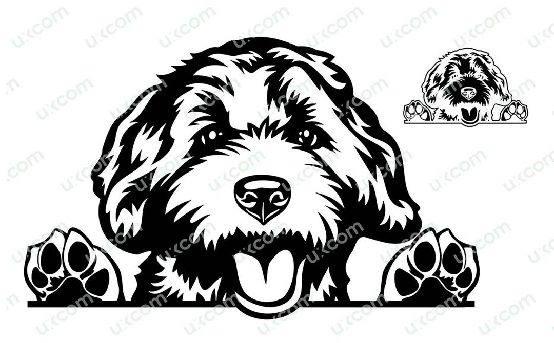 Labradoodle Goldendoodle Peeking Dog Commercial Breed Labradoodle Mom ...