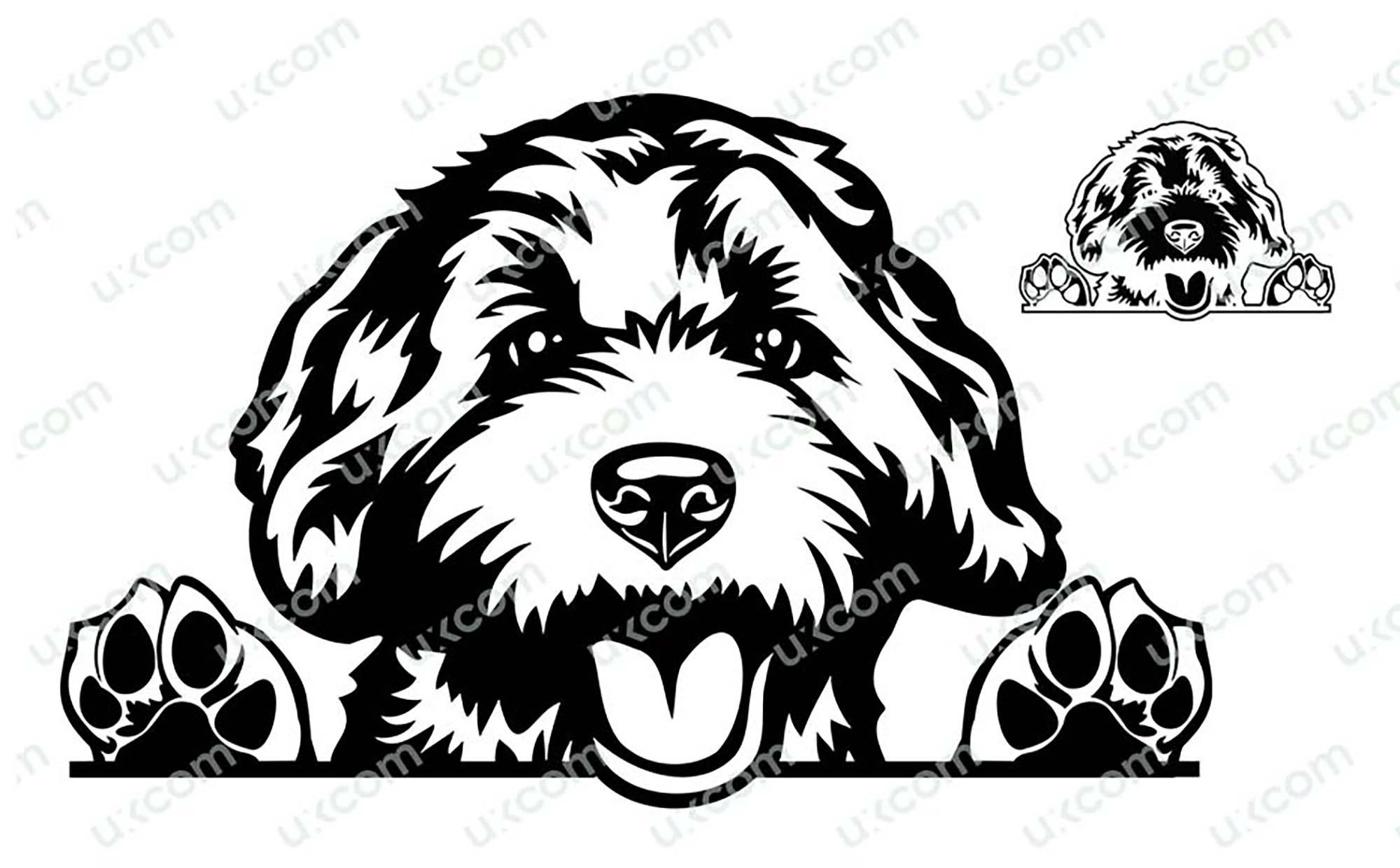 Labradoodle Goldendoodle Peeking Dog Commercial Breed Labradoodle Mom ...
