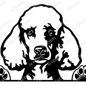 Poedel gluren hond SVG koninklijke poedel koning commerciële hond standaard poedel moeder stickers vinyl PNG EPS clipart vector Cricut cut snijden bestand