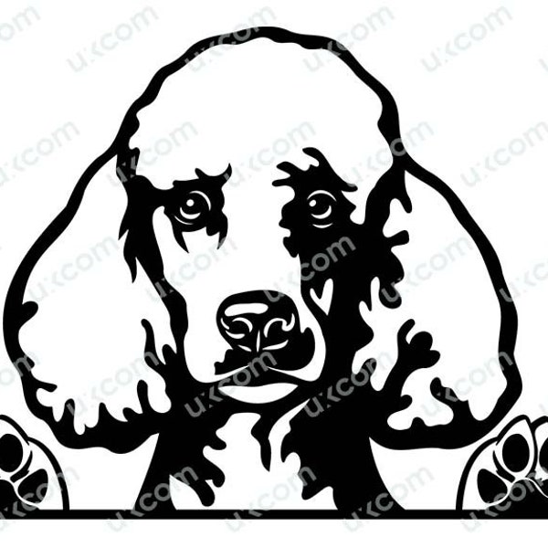 Pudel spähender Hund SVG Royal Pudel König Kommerzieller Hund Standard Pudel Mama Aufkleber Vinyl PNG EPS Clipart Vektor Cricut Cut Cutting File