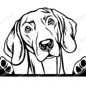 Weimaraner #10 Champion Hunderasse Stammbaum Hund reinrassig K-9 ...