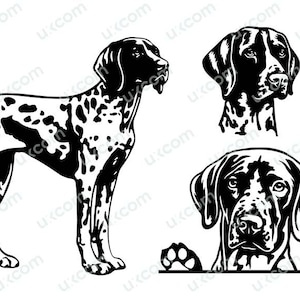 May include: Black and white illustration of a German Shorthaired Pointer dog in three different poses. The dog is standing, looking to the side, and peeking over a surface.
