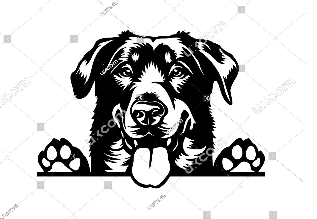 Le Beauceron (berger de beauce) : chien de berger exceptionnel Le Beauceron (berger de beauce) : chien de berger exceptionnel