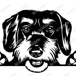 Teckel breed haar gluren hond commerciële lachende puppy poten schattig stamboom huisdier ras logo. SVG. PNG clipart vector Cricut snijden