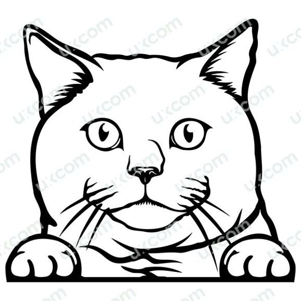 British Shorthair cat svg Peeking paws Commercial cute Puppy kitty Pet Breed Logo .SVG .PNG Clipart Vector Cricut Cut file Cutting