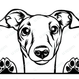 Italienischer Windhund SVG, Windhund spähender Hund, kommerzieller süßer Windhund, Schnittdatei SVG, PNG, EPS, Dxf, Ai Clipart, Vektor, Cricut, Vinyl-Aufkleber, Laser