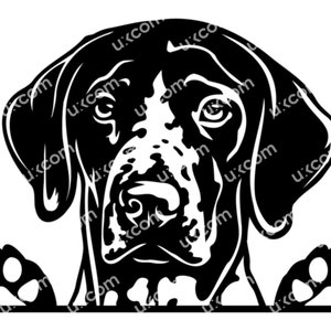 Kortharige Duitse aanwijzer gluren aanwijzer SVG aanwijzer poten commerciële aanwijzer SVG PNG EPS DXF aanwijzer clipart vector Cricut cut-bestand vinyl