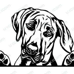 Rhodesian Ridgeback Gluren Hond PawsBreed Stamboom Canine Pet Commercial Animal Logo SVG PNG EPS dxf Clipart Vector Cricut Cut Cutting File
