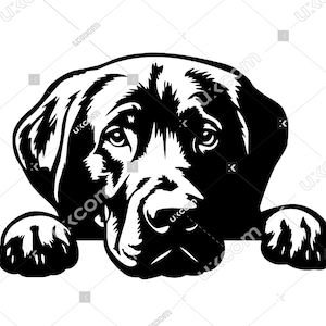Labrador retriever Gluren Hond poten Labrador retriever SVG Ras Lab clipart Logo Commerciële dxf PNG EPS Clipart Cricut Cut Cutting File