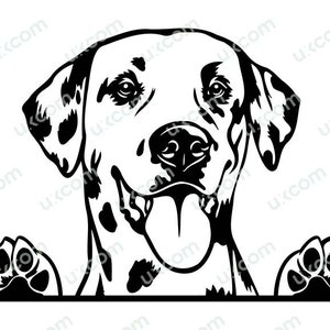 Dalmatian peeking dog svg happy dalmatian peeking paws Breed cut file Commercial puppy Logo PNG EPS dxf Clipart Vector Cricut Cutting
