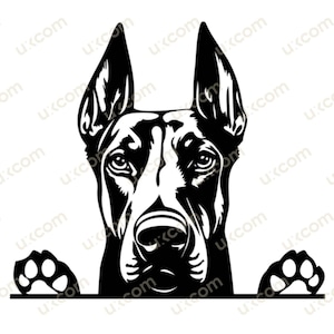 Doberman svg mirando a escondidas doberman mamá comercial feliz doberman Pinscher amante doberman archivo recortado PNG EPS Clipart Vector Cricut calcomanías de vinilo
