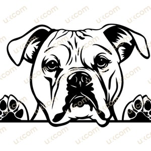 Amerikanische Bulldogge, spähender Hund, kommerzielle Rasse, Bulldogge, weiße Clipart, Hundestammbaum, SVG, PNG, EPS, Clipart, Vektor, Cricut, Schnittdatei, Vinyl