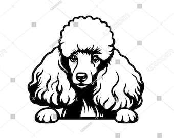 Könnte beinhalten: Eine Schwarzweißillustration eines Pudels mit lockigem Fell, der über eine Oberfläche schaut.