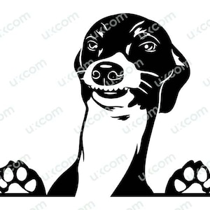 Levriero italiano svg commerciale Sbirciare zampe carino segugio SVG PNG EPS Clipart Vector Cricut Cut File di taglio