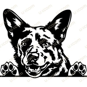 Australian Cattle dog svg Peeking Dog blue heeler Razza commerciale mamma blue heeler SVG Dxf PNG EPS Clipart Cricut Cut Cutting File vinile