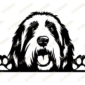 Bearded Collie Peeking Dog Bearded Collie SVG Kommerzielle Rasse Peeking Paws Collie Logo SVG PNG EPS Clipart Vektor Cricut Cut Stammbaumdatei