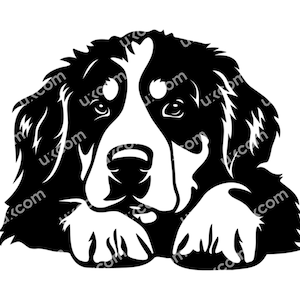 Berner Sennenhund späht Berner SVG Kommerzieller Berner Hund Berner Legerasse CNC Svg Dxf Png EPS Clipart Cricut Cut File Vinyl