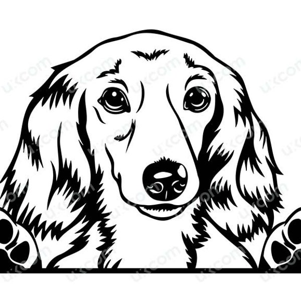 Dachshund Long haired Peeking Dog Commercial Smiling Puppy Paws Cute Pedigree Pet Breed Logo .SVG .PNG Clipart Vector Cricut Cut Cutting