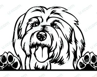 May include: Black and white line art illustration of a Havanese dog peeking over a surface with its paws visible. The dog has a fluffy coat and is looking directly at the viewer.