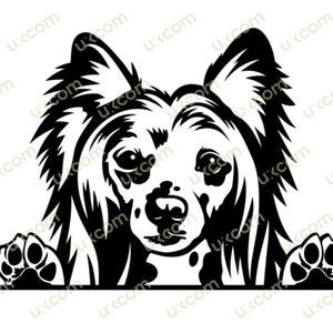 Cinese crestato svg felice cinese crestato sbirciare zampe di cane commerciale canino PNG EPS Clipart vettoriale Cricut taglio taglio File laser pedigree