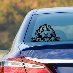 Labradoodle Goldendoodle Peeking Dog Commercial Breed Labradoodle Mom ...
