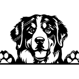 Berner Sennenhund späht SVG, Rasse kommerzieller Stammbaum, Hundehund, Tierlogo, Dxf, Png, EPS, Clipart, Cricut-Schnittdatei
