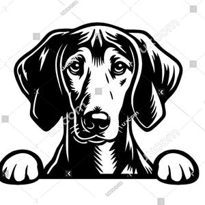 May include: Black and white illustration of a Bloodhound dog peeking over a surface with its paws visible. The dog has a serious expression and its ears are floppy.