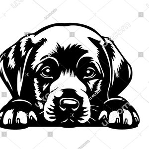 Labrador retriever Gluren Hond poten Commerciële Labrador SVG Labrador puppy Lab clipart liegen hond CNC Dxf Png EPS Clipart Cricut Cut File