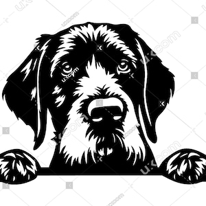 Könnte beinhalten: Schwarzweiß-Illustration eines Deutsch Kurzhaar-Hundes, der über eine Oberfläche schaut. Der Kopf und die Pfoten des Hundes sind sichtbar, mit einem Fokus auf das Gesicht des Hundes.