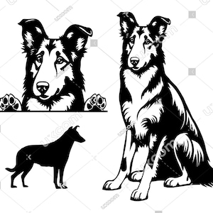 Smooth Collie Peeking Dog 3 Set bundel Ras Stamboom CanineLogo SVG PNG EPS dxf Collie Clipart Collie Vector Cricut Cut File vinyl laser