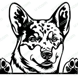 Australian Cattle Dog SVG, spähender Hund, Blue Heeler, Rasse, kommerzielle Mutter, Blue Heeler, SVG, Dxf, PNG, EPS, Clipart, Cricut, Schnittdatei, Vinyl