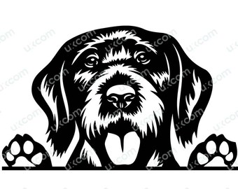 Könnte beinhalten: Schwarzweiß-Illustration eines Deutsch Kurzhaar-Hundes, der mit seinen Pfoten sichtbar über eine Oberfläche schaut.