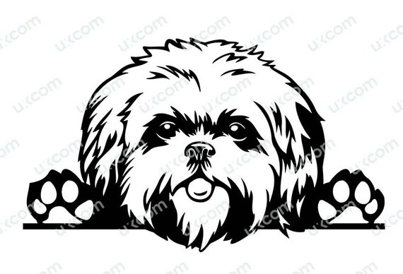 Shih Tzu Peeking Dog Commercial Breed Pedigree Canine Pet Hound