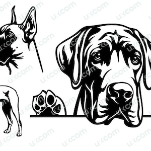 Great dane Peeking Dog svg great dane mom bundle paws Commercial set Logo SVG PNG EPS dxf Clipart Vector Cricut Cut Cutting File vinyl
