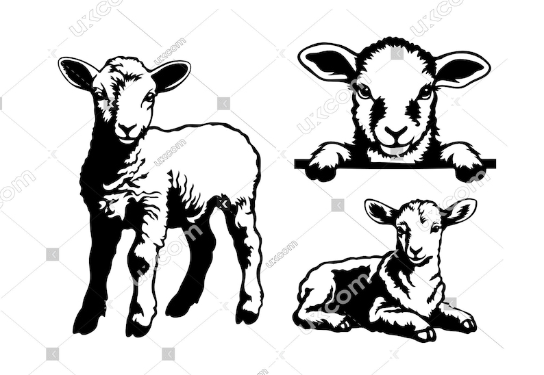 Puede incluir: Tres ilustraciones en blanco y negro de corderos. Un cordero est&aacute; de pie, otro est&aacute; mirando por encima de una superficie y el &uacute;ltimo est&aacute; acostado.