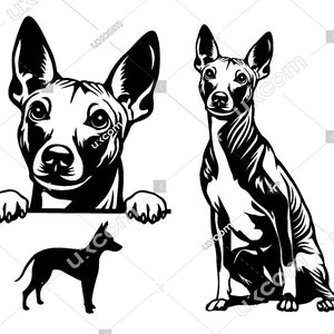 American hairless terrier Peeking Dog 3 Commercial hairless terrier svg clipart pedigree canino CNC Svg PNG EPS vettoriale Cricut Cut File vinile