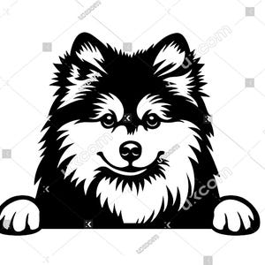 Pomsky SVG pomsky Peeking Dog hond snijden pomeriaan husky Commercieel ras Canine Dxf PNG EPS Pomsky Clipart Cricut Cut File vinyl laser