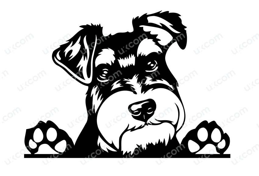 Schnauzer Terrier Peeking Dog Breed Pedigree Canine Pet Hound