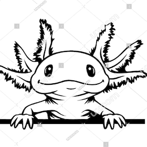 May include: A black and white line drawing of an axolotl peeking over a surface. The axolotl has a wide smile and large, round eyes.