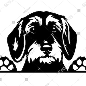 Teckel ruwharige SVG teckel ruwharige gluren commerciële schattige teckel doxie Canine CNC SVG EPS PNG clipart vector Cricut cut-bestand