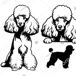 Miniatuurpoedel, glurende hond, speelgoedpoedel, schattige poedelset, bundel, commerciële stamboom, hond, SVG, PNG, EPS, clipart, vector, Cricut, lasergesneden bestand
