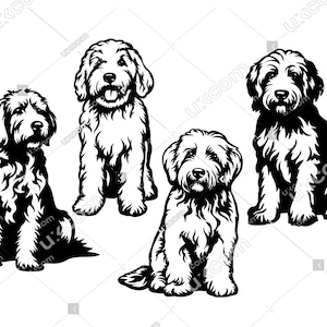 Goldendoodle svg 4 Goldendoodle Set bundel labradoodle svg goldendoodle volledige lichaam dodle CNC Svg PNG EPS Clipart Vector Cricut Cut File vinyl