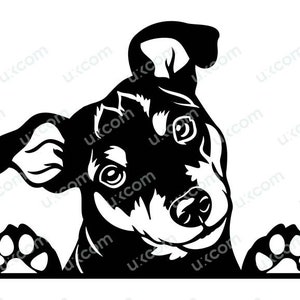 Mini Pinscher Gluren Hond mini pin SVG Commercieel ras Canine Dwergpinscher SVG Logo Ai Dxf PNG EPS Clipart Cricut Cut Cutting File
