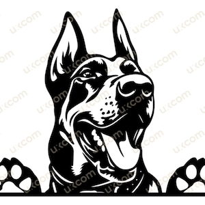 Doberman Pinscher svg perro Peeking doberman mamá doberman feliz amante doberman Logo SVG PNG EPS Clipart Vector Cricut Corte Archivo de Corte