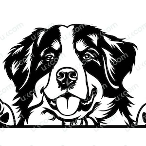 Berner Sennenhund späht SVG, Rasse kommerzieller Stammbaum, Hundehund, Tierlogo, Dxf, Png, EPS, Clipart, Cricut-Schnittdatei