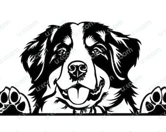 Perro de montaña bernés mirando svg raza comercial pedigrí canino mascota sabueso animal logotipo Dxf Png EPS Clipart Cricut corte archivo de corte